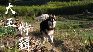 我和大王的故事～