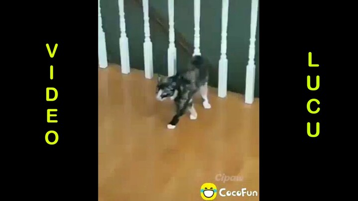 video lucu kucing😂🤣video ngakak kucing😁😂video gokilss
