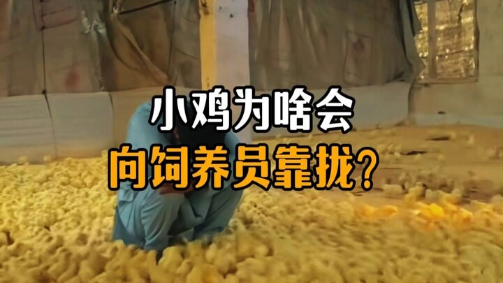 Why do chicks gravitate toward their caretaker?