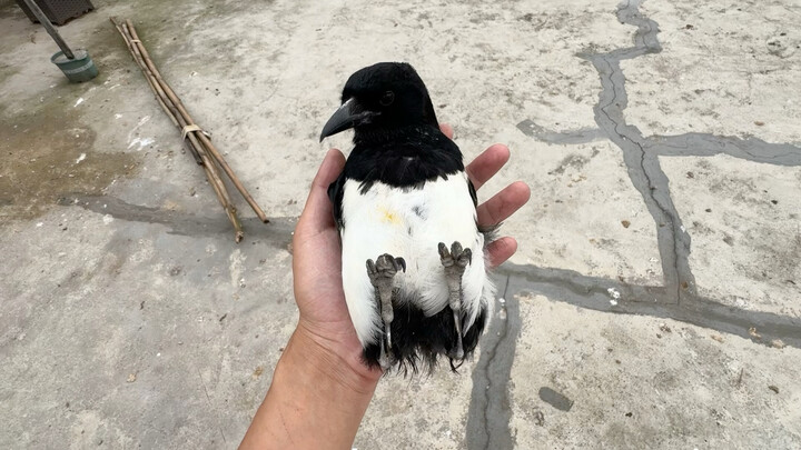เห็นมันเดินท้องฉันยังหัวเราะจนปวดไปหมด