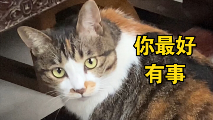 Apa yang terjadi kalau kamu memberi sulih suara pada kucing yang lagi menjilat dirinya sendiri?