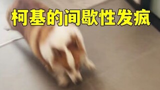 柯基又间歇性发疯了...你家狗也这样吗？
