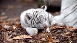 A white tiger baby is playing with its mommy
