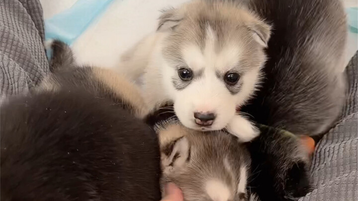 เจ้าหมาพันธุ์ไซบีเรียนฮัสกี้ไม่เคยคิดเลยว่าตัวเองจะโดนจับคอหอย