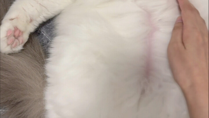 Do cats have ticklish spots too?