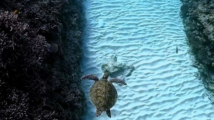 pesona bawa laut yang indah