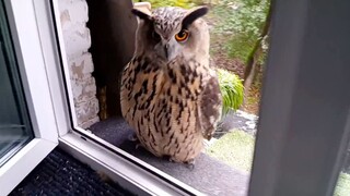 Burung Hantu: Orang Asing Dilarang Mendekat