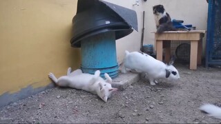 Cat playing with Coco the rabbit || Clowder zone