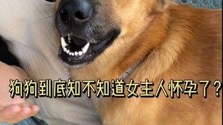 When the dog finds out its owner is pregnant