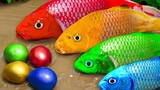 Formation fish, rainbow eel stop motion, meet egg motion pink fish!