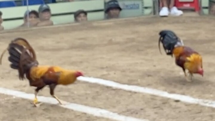 GOLD VS GOLDEN RED, LUCENA VS MARINDUQUE 110K PARADA 2 HITS ULUTAN LCA FIRST FIGHT🐔💸