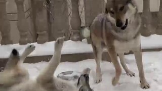 กล้าแตะแม่ฉันมั้ย? เหงื่อออกหนักมากพี่ชาย#GuardDog#Czech Wolfdog
