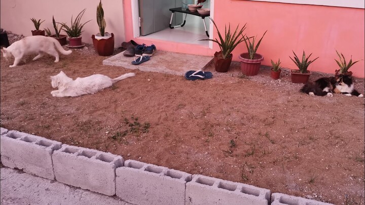 Outdoor play with cats || Clowder zone