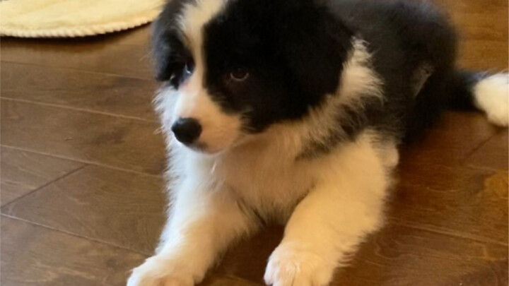 การฝึกไม่ให้ลูกบอร์เดอร์คอลลี่วัย 2 เดือนกินอาหาร: ท่าทางอดทนของคุณจริงจังแค่ไหน?