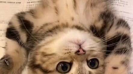 Si Imut