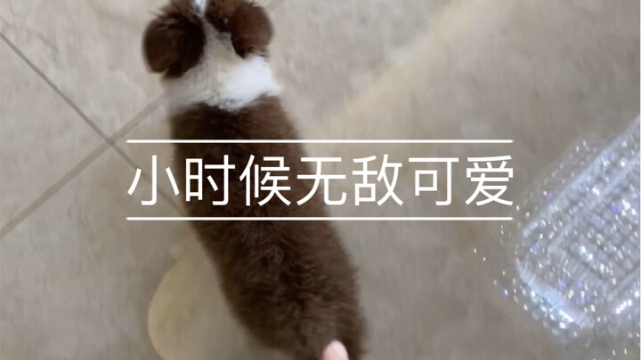 What’s the difference between a puppy and an adult dog when they’re about to get beaten?
