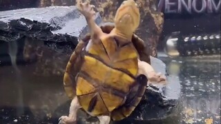 Why is this little turtle so cute?