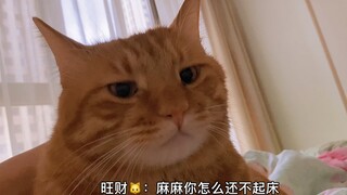 大橘猫叫铲屎官起床，这沉重的爱谁受得了