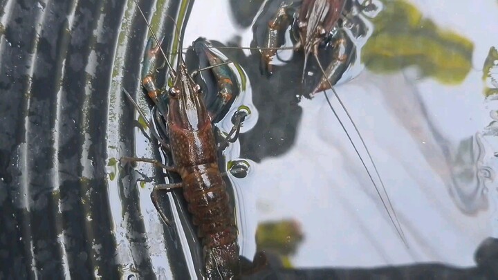 lobsters from the fresh water crayfish