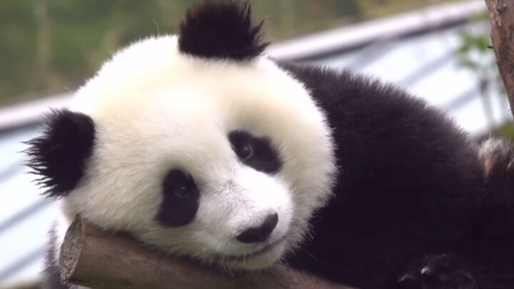 “Baobao” adalah seekor anak beruang kecil yang super menggemaskan; adegan saat ia diterima dari alam