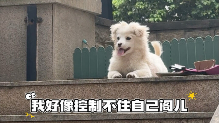 Con cừu nhỏ từ trong xương đã mang gen của loài chó nhà chuyên canh giữ.