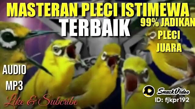 masteran burung pleci