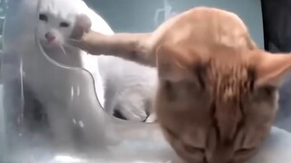 Penghargaan Pemantauan Kucing