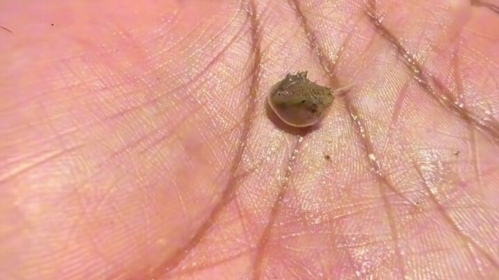 Kepiting tapal kuda, tapal kuda tik-tok-tik!