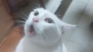القط: أنا لطيفة جدًا وحسنة التصرف، لماذا يجب أن أمر بكل هذا؟