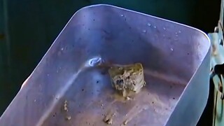 الرجل لا يأكل الخضار أبداً، قطعة واحدة من توفو الفلفل تكفيه لثلاث وجبات