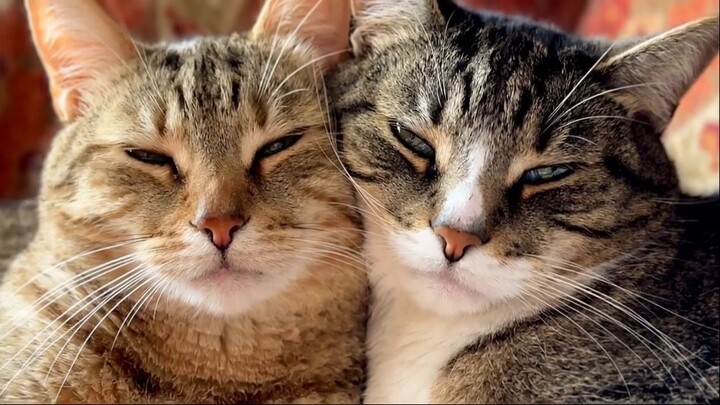 cuddling_tabby_cats