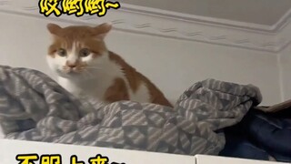 听懂人话的猫，这么聪明，赶紧送去上学吧，别耽误孩子～