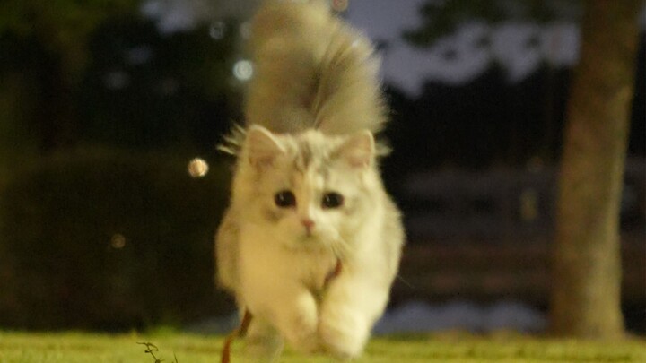 การถูกแมวจูงเดินเป็นประสบการณ์แบบไหนนะ?