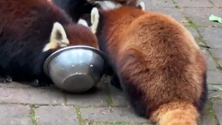 Menggigit kepala saudaraku