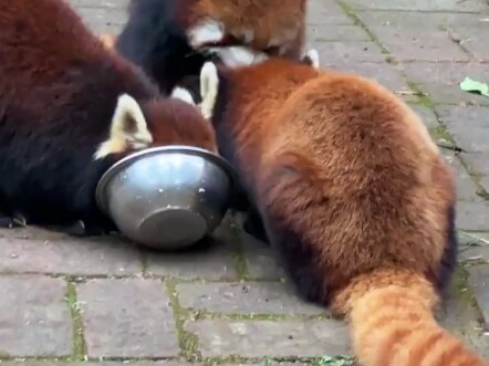 Menggigit kepala saudaraku