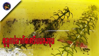 แอบดูลูกปลากัดเตรียมย้ายลงกะละมังขุน