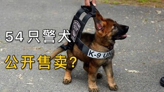 天啦噜，54只受训警犬被公开出售，想拥有！