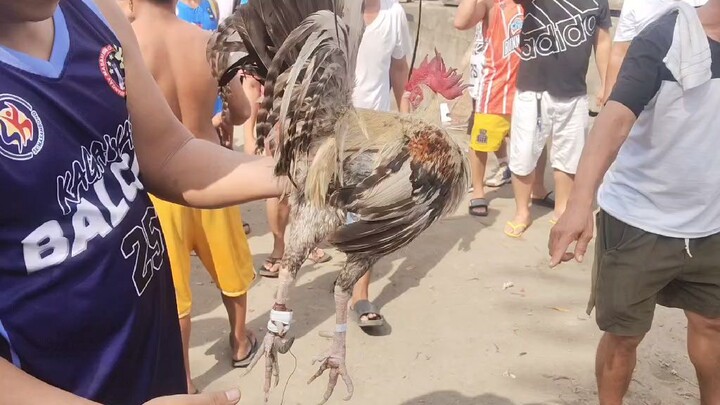 2x winner quality kalaban manok cemento lang
