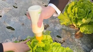 I only eat the freshest lettuce