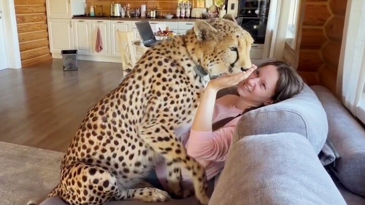 Cheetah: I love Mom! She always smells so good.