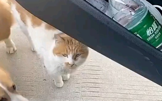 Failed to Marry Into a Wealthy Family