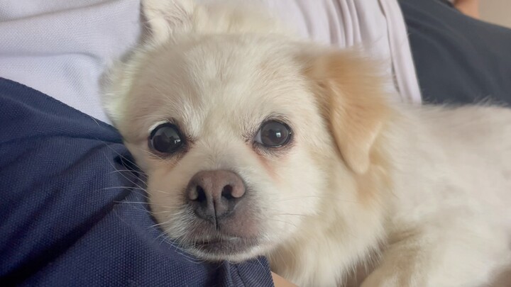 Anjing-anjing itu terlalu menggemaskan