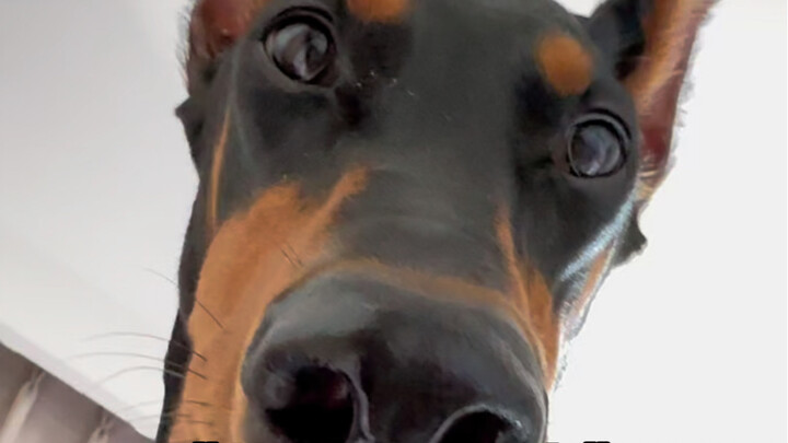 The Five Strengths of Doberman