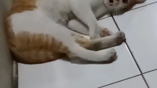 kucing tetangga