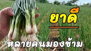รู้ไว้...สิ่งที่เกิดขึ้นหลังกิน"ต้นหอม" แต่คนส่วนใหญ่กลับไม่รู้