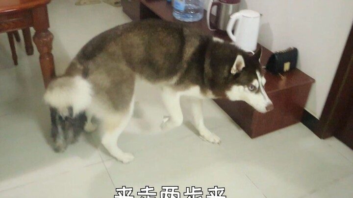 Kalau tempelin stiker di cakar anjing Siberian Husky, apakah dia benar-benar jadi nggak bisa jalan?