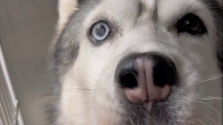 The husky gobbled down half a jin of Huangqi, a traditional Chinese herbal medicine