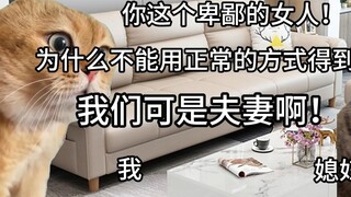 【Meme mèo】Tối qua mình làm gì thế này! (Ôm đầu)