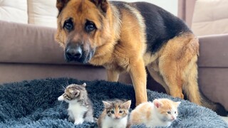 Gembala Jerman dan Golden Retriever tidak berdaya melawan kucing yang mengambil alih tempat tidur me