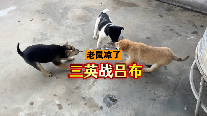 Guangxi’s little country dog hunts mice in a three-on-one showdown—what an exciting scene!